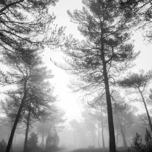 Sophie-Bourgeix-Photographe-Revelation