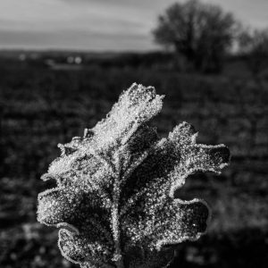Sophie-Bourgeix-photographe-Clarte-2