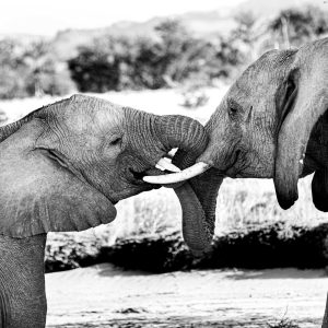 Sophie-bourgeix-photographe-animaux