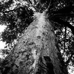 Sophie-bourgeix-photographe-arbres