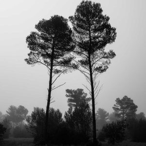 Sophie-bourgeix-photographe-foret-2