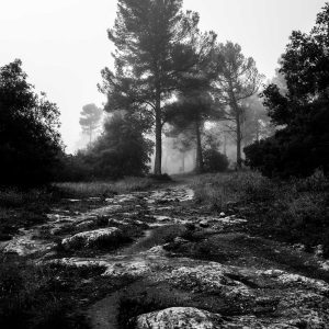 Sophie-bourgeix-photographe-foret
